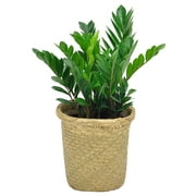Costa Farms Live Indoor and Outdoor 24in. Tall Green ZZ Plant; Medium, Indirect Light Plant in 10in. Weave Basket
