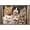 Barnwood Framed Version, variant on Shawna Stewart - Cats Being Silly Wall Poster, 22.375" x 34"