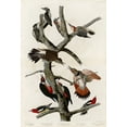 thumbnail image 2 of Audubon, John James 23x32 Gold Ornate Wood Framed with Double Matting Museum Art Print Titled - Woodpeckers, 2 of 4