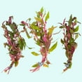 thumbnail image 3 of Fire Temple Alternanthera Rosanervig 3-5 Stems Live Aquarium Plants BUY 2 GET 1 FREE, 3 of 12