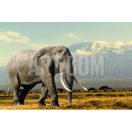 Elephant on Kilimajaro Mount Background in National Park of Kenya, Africa Print Wall Art By Volodymyr