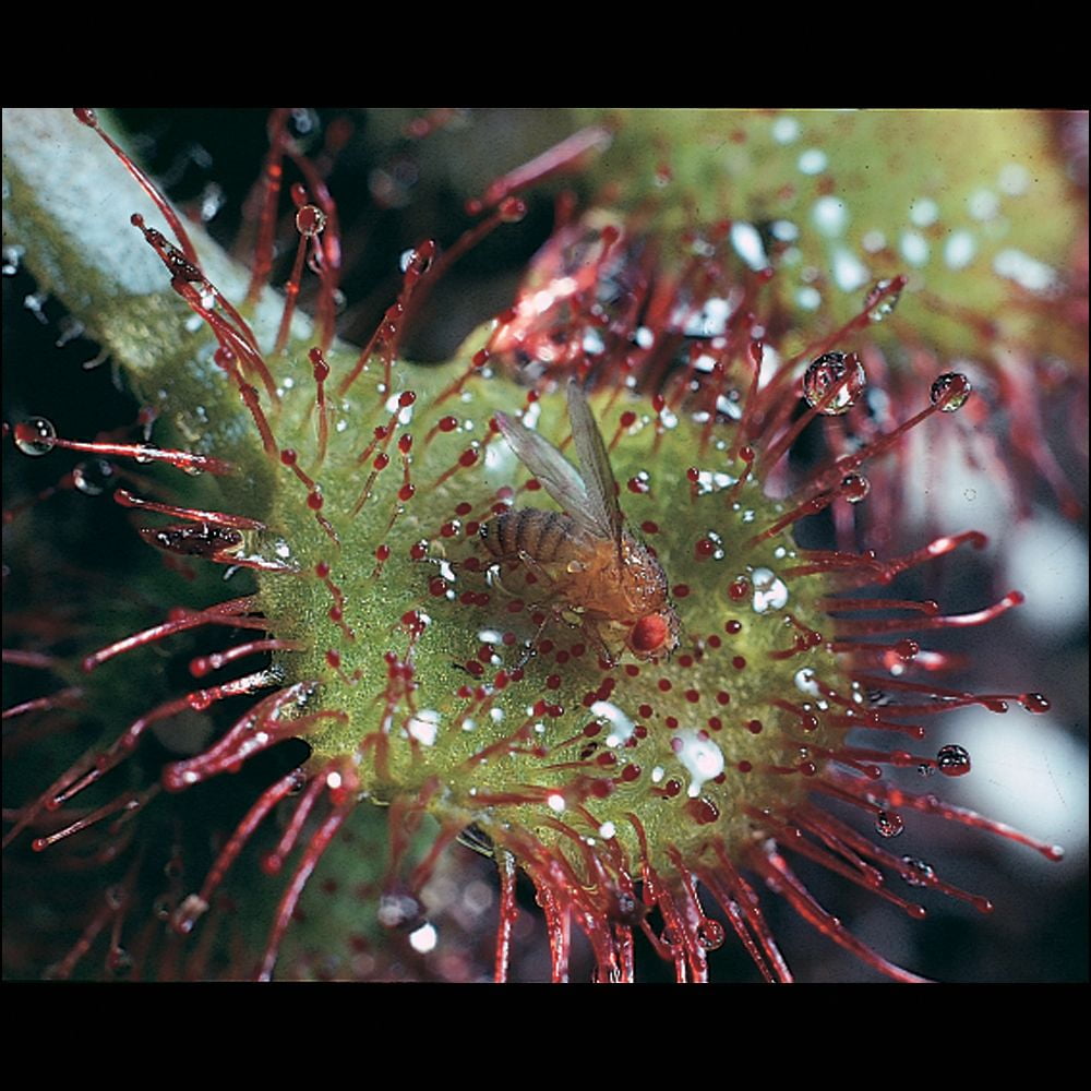 Sundew Drosera Living Plant Good For Acid Bog Terraria Walmart Com