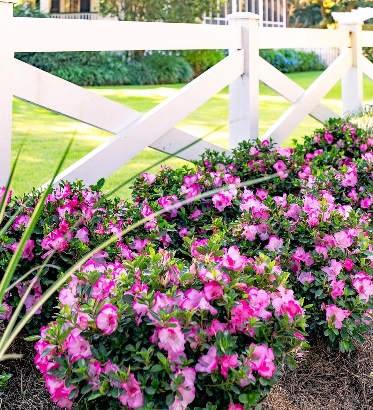 Encore Azalea Autumn Kiss (1 Gallon) Two-Tone Pink Flowering Shrub - Full Sun Live Outdoor Plant