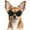 Black, variant on UOSIA Dog Goggles for Small Breed UV/Wind/Dust Protection Puppy Sunglasses with Adjustable Strap,S,Black