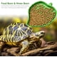 thumbnail image 4 of 2 cuencos Comida para reptiles Bebedero para reptiles Pequeños reptiles, lagartijas, arañas, escorpiones (verde), 4 of 5