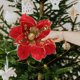 thumbnail image 4 of unbranded 4Ud Adornos De Flores Poinsettia De Tela Para Decorar Árbol Y Florero En, 4 of 6