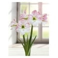 thumbnail image 1 of TASC BULBS AMARYLLIS CHERRY BLOSSOM - 1 BULB, 1 of 1