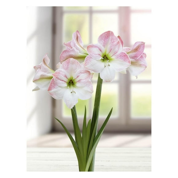 TASC BULBS AMARYLLIS CHERRY BLOSSOM - 1 BULB