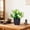 White, variant on Qonioi Artificial Plants, Zero Maintenance Lifelike Plastic Bonsai with Matte Black Pot, Faux Flowers for Home Office Desk Window Sill Bookshelf, Red