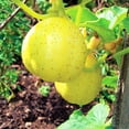 thumbnail image 2 of TomorrowSeeds - Lemon Cucumber Seeds - 150+ Count - For 2025 Planting Yellow Golden Crystal Apple, 2 of 11