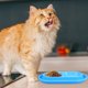 thumbnail image 3 of Plato doble para gatos, comedero para mascotas, cuenco de agua para comida, para perros y gatos pequeños y medianos Cuencos de comida para gatos a prueba de hormigas para uso en exteriores, 3 of 6