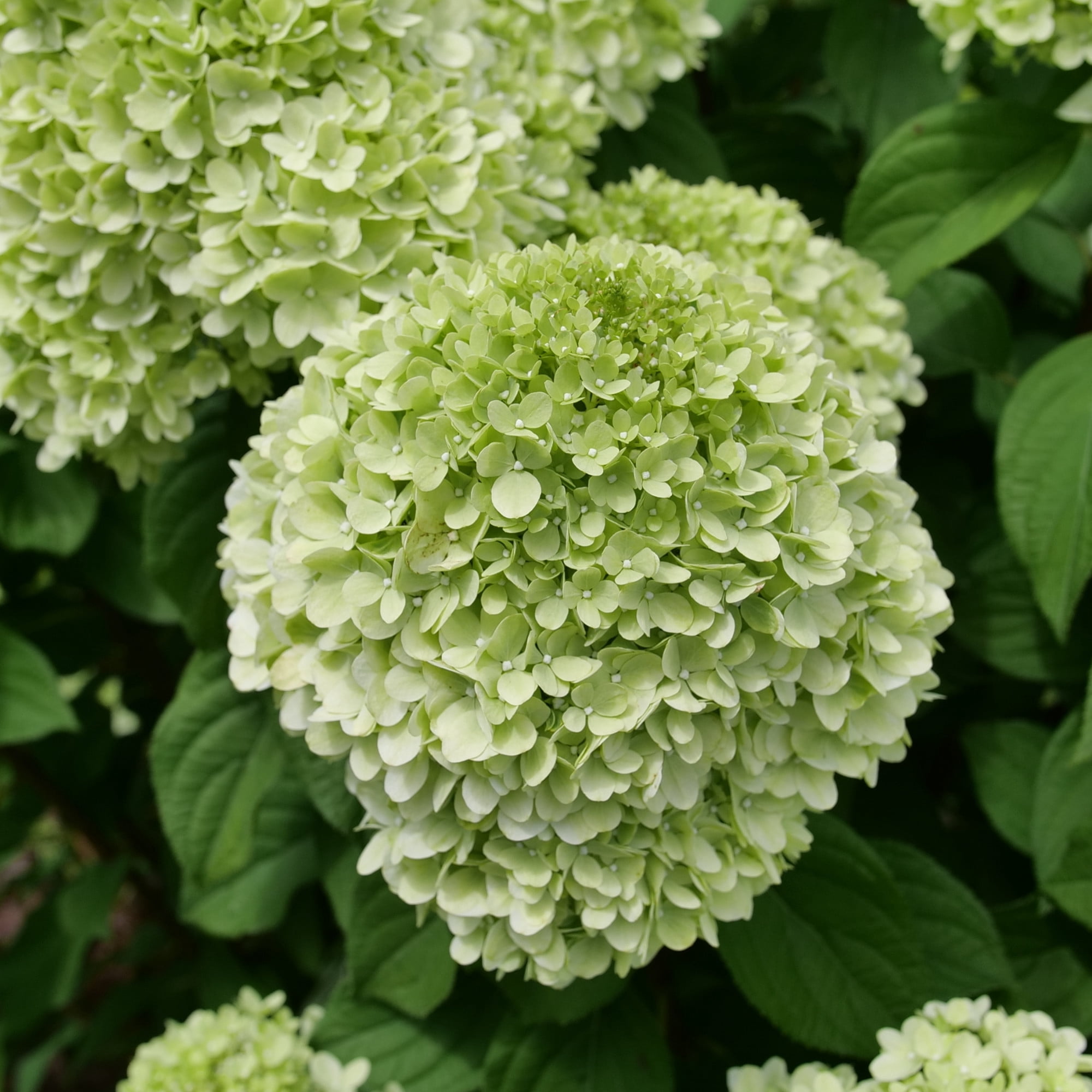 Proven Winners ColorChoice 6" Powerball Panicle Hydrangea Live Plant in 7.5" Pot