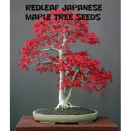 10 Redleaf Japanese Maple Tree Seeds