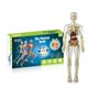 thumbnail image 1 of 26-27 3D Human Body Torso Model for Kid Anatomy Model Skeleton,Removable Parts Toy Kit, 1 of 5