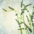 thumbnail image 2 of Poinski, Dianne 15x15 Gold Ornate Wood Framed with Double Matting Museum Art Print Titled - Lavender 2, 2 of 4