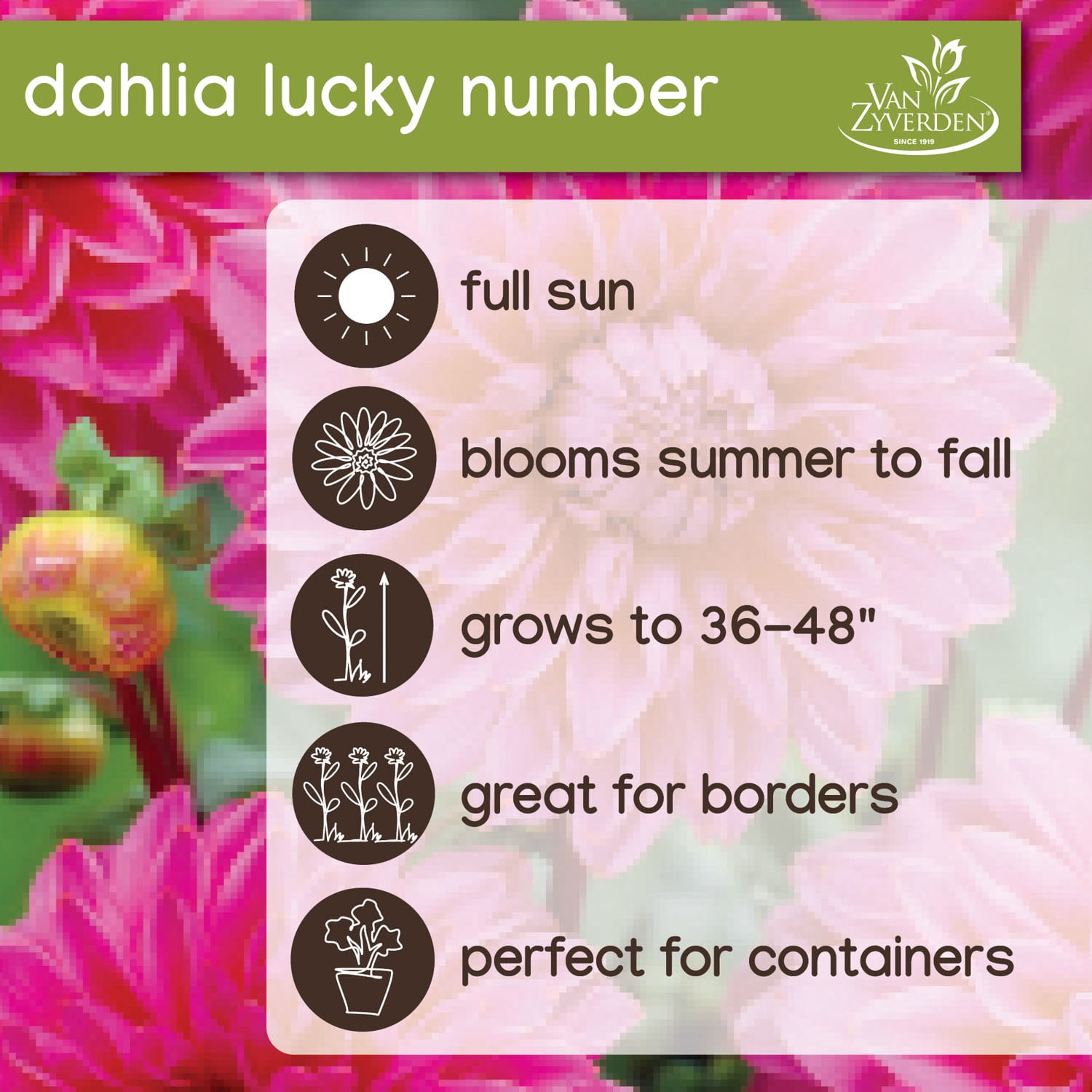 Expert Gardener Dahlia Lucky Number Plant Bulbs, Pink, Set of 2, Full Sun