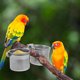 thumbnail image 2 of Comedero para loros, comedero para pájaros, poste de pie para mascotas, accesorios para jaulas, cuencos, estantes y contenedores., 2 of 6