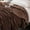 #647 Coffee, variant on YZEGDCH Blankets for Bed Soft Lightweight Plush Cozy Blanket Bed Cute Soft Cozy Throw for Bedroom Decor Gifts