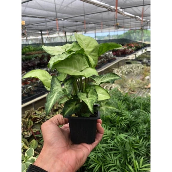 Syngonium White Butterfly - Live Air-Purifying Indoor Plant in Nursery Pot – Easy Care, Low Maintenance Houseplant for Home & Office Decor, Natural Air Cleaner, Best for Beginners (3"Pot)