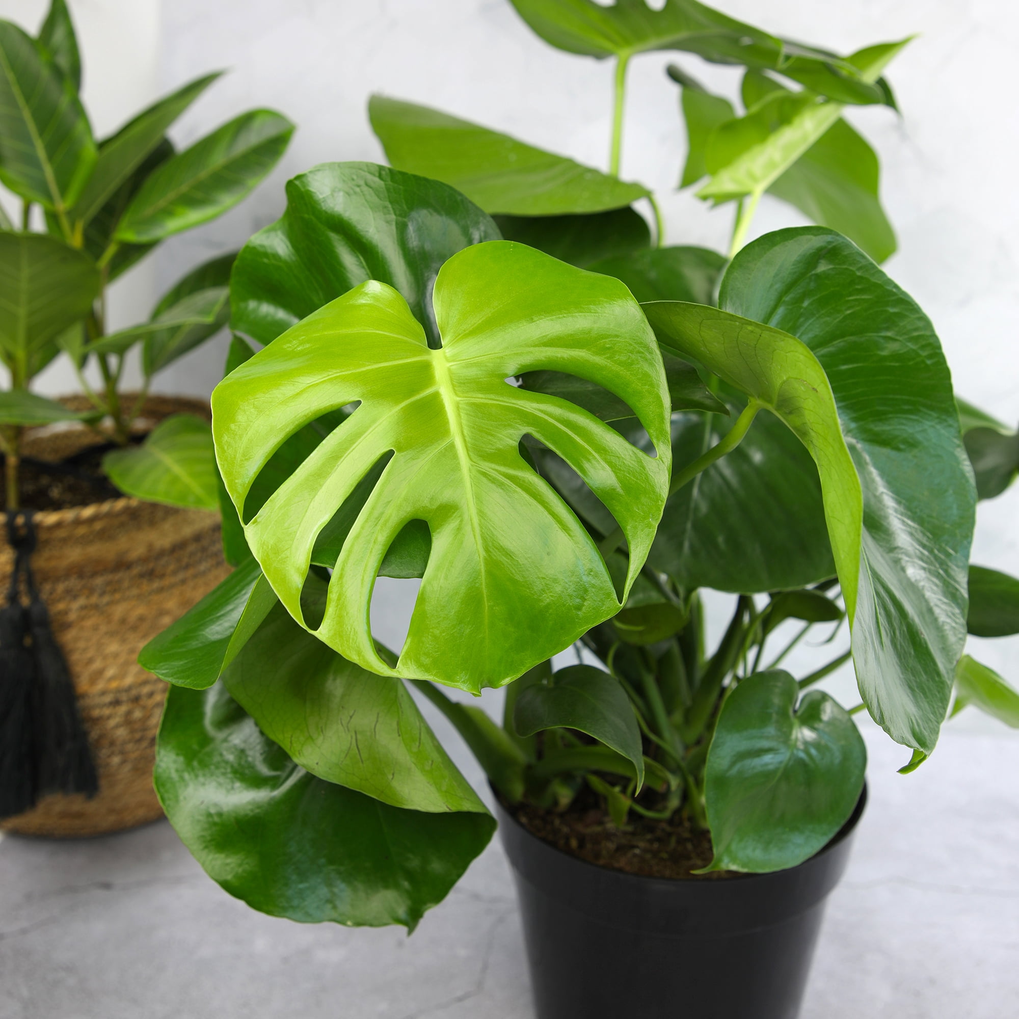 Swiss Cheese Houseplant, Monstera Deliciosa | 8in. Grow Pot; Partial Sun | Element by Altman Plants