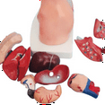 thumbnail image 3 of Symkmb Torso Mannequin Anatomy Doll 15 Removable Parts Educational Organ Model Human Internal Organ Anatomy Model pvc Photo Color, 3 of 7