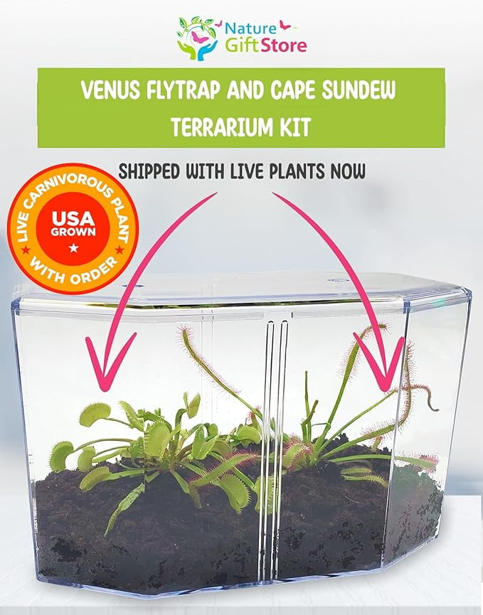 Live Venus Flytrap & Sundew Kit with Carnivorous Plant Food, Tweezers, Peat Pellets & 7.5" Clear Tank – Bug-Eating Indoor STEM Plant Gift Fly Trap