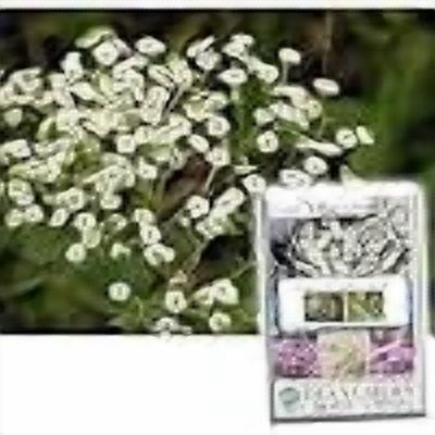 Flowering Spurge Baby's Breath Flowers, 25 Heirloom Flower Seeds Per Packet, Non GMO Seeds