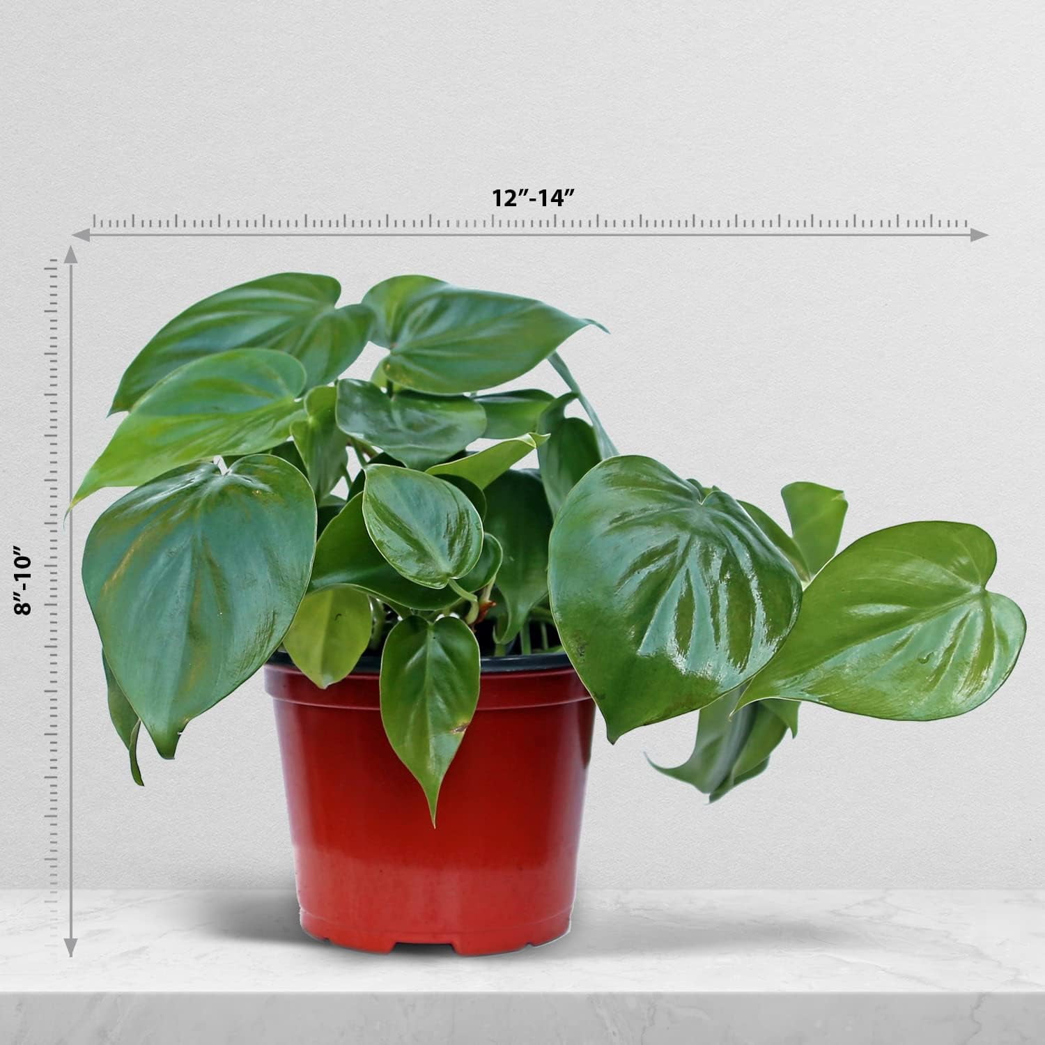 Live Heartleaf Philodendron, Philodendron Hederaceum, Trailing Houseplant, Live Decor, Father's Day Gift, Indoor Plant in 6" Pot