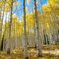 thumbnail image 3 of Expert Gardener 3.25G Aspen Quaking Live Trees Full Sun Yellow 4ft, 3 of 5