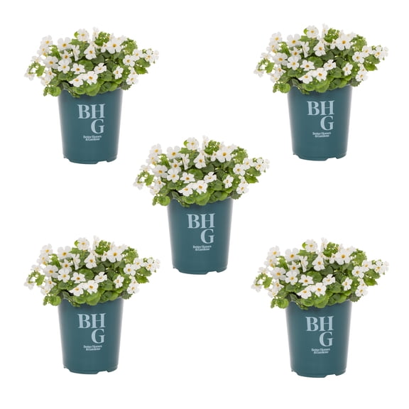 Better Homes & Gardens 1.5PT White Bacopa Live Annual Plant Sun 5-Pack