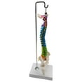 thumbnail image 4 of Modelo de vertebral de de tamaño real con soporte modelo de estudio con Pelvis Fémur Zulema Modelos de columna, 4 of 8