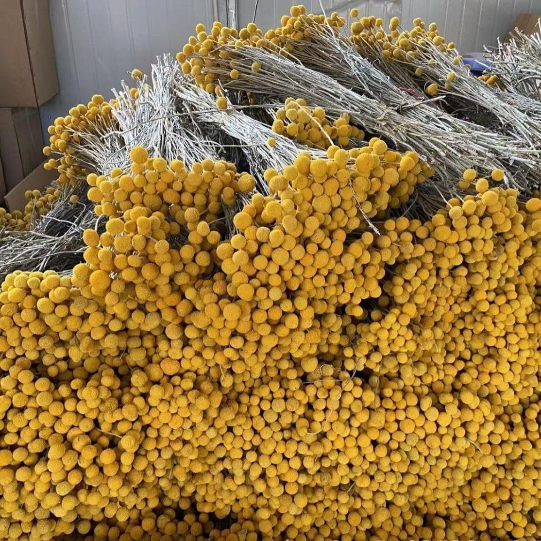 60Pcs Natural Craspedia Globosa Flowers Billy Balls Boho Flower Bouquet Floral Arrangements for Wedding Home Party Office Decor (Yellow)