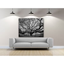 Tree of Wisdom Photography Canvas Art 20 x 16