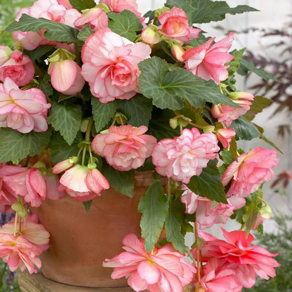 Flower Bulbs - Begonia Cascade Florence (4 Bulbs)