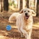thumbnail image 4 of Paquete de 2 pelotas de juguete para perros, pelotas de juguete antimordidas no tóxicas para mascotas, perros, cachorros, gatos, comederos de alimentos para mascotas para perros, pelotas de limpieza de dientes para masticar, juegos deportivos, pelotas de entrenamiento IQ Ormromra 2034924-2, 4 of 8