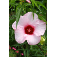 thumbnail image 3 of Set of 2 Lady Baltimore Hibiscus Moscheutos Live Plants 4-6 Inch Tall, Giant Pink Hibiscus Plants, Tropical Flowering for Garden, No Ship TX, 3 of 6
