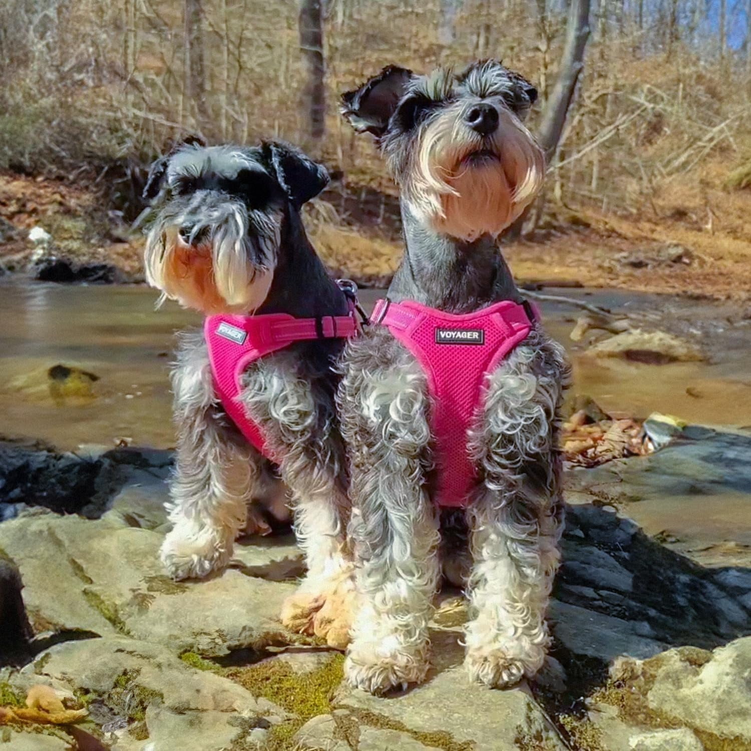 Best Pet Supplies Voyager Step-In Flex Adjustable Mesh Dog Harness