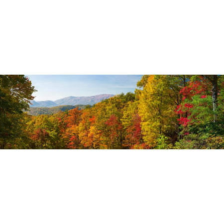 Trees in a Forest, Roaring Fork Motor Nature Trail, Great Smoky Mountains National Park Print Wall Art By Panoramic