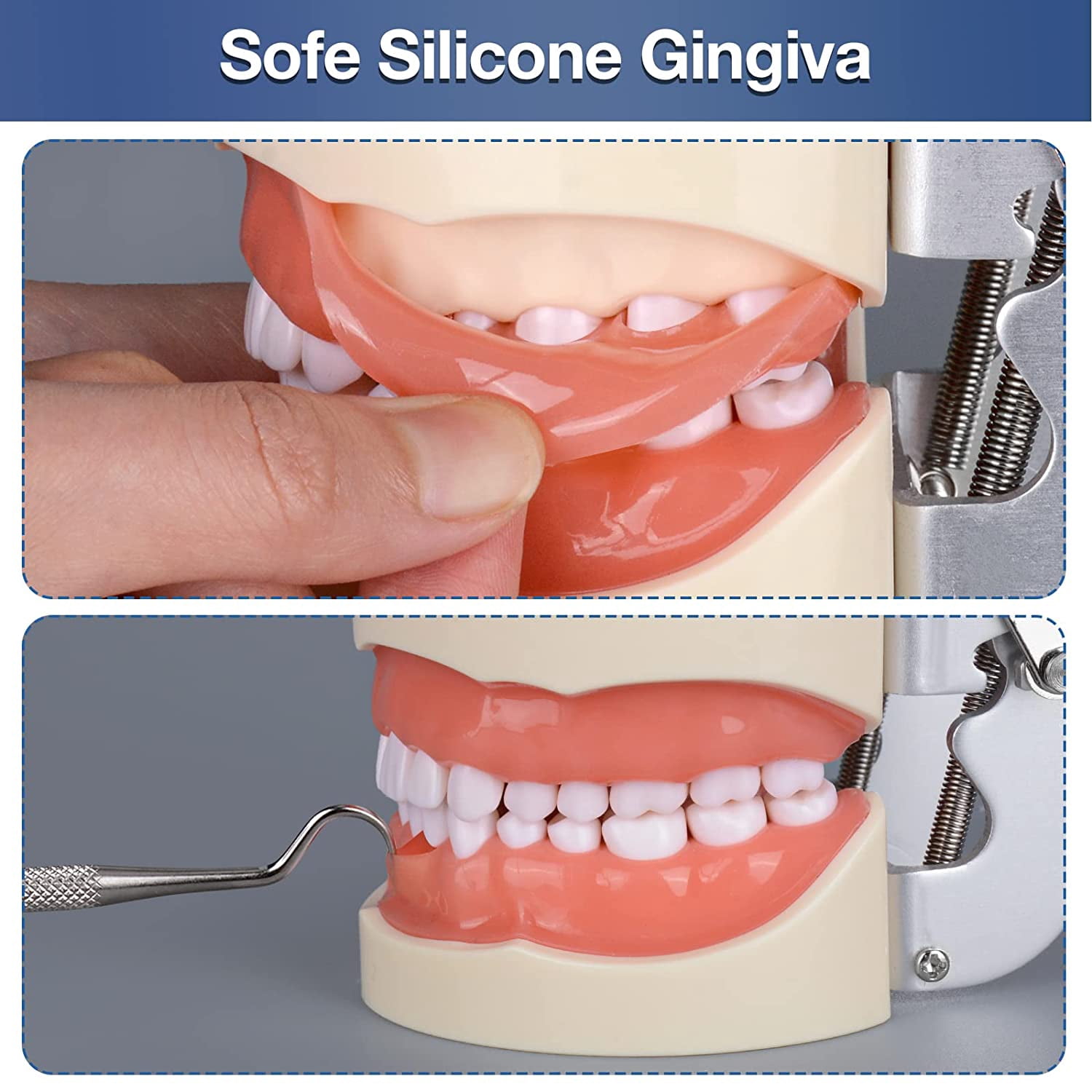 Typodont Teeth Model with 32 Detachable Teeth for Dental Hygiene Students
