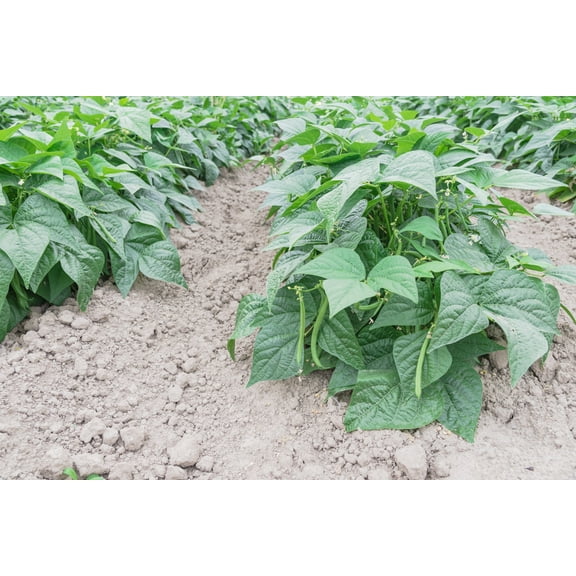 Provider Bush Green Bean Seeds