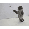 thumbnail image 2 of Cat Dancer 101 Cat Dancer Interactive Cat Toy, 2 of 4