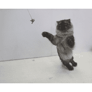 Cat Dancer 101 Cat Dancer Interactive Cat Toy