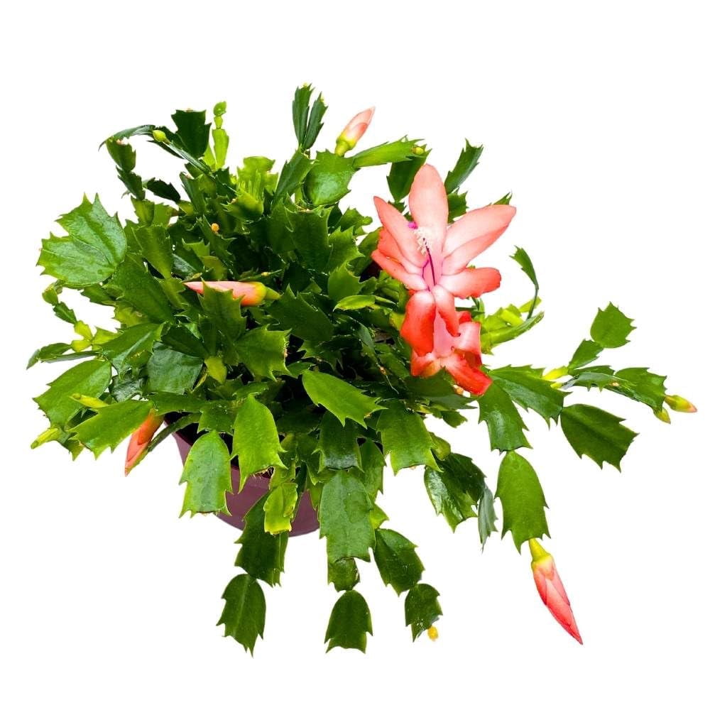 BubbleBlooms Christmas Cactus, 6-inch Holiday Crab Plant, Thanksgiving Seasonal Flowering