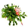 thumbnail image 4 of BubbleBlooms Christmas Cactus, 6-inch Holiday Crab Plant, Thanksgiving Seasonal Flowering, 4 of 7