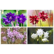 100 TALL DOUBLE COLUMBINE Aquilegia Vulgaris Mixed Colors Red, Pink, Purple, & White Flower Seeds