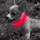 thumbnail image 5 of El collar luminoso para perros es recargable y resistente al agua para la seguridad de las mascotas, la luz del perro camina por la noche., 5 of 6