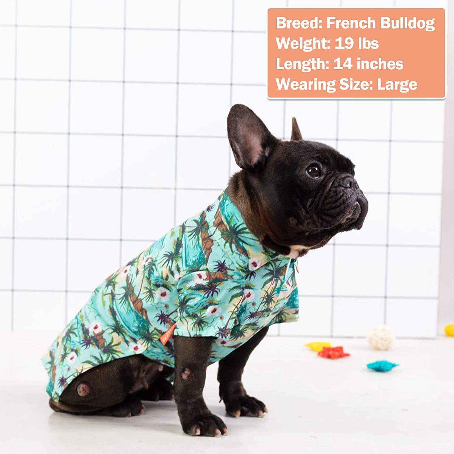 Dog beach clothes hot sale