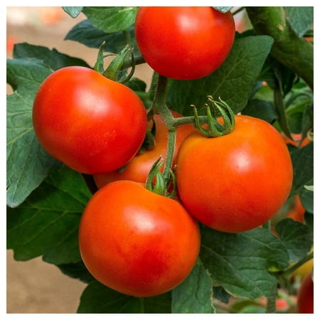Everwilde Farms - 1 oz New Yorker Heirloom Tomato Seeds - Gold Vault Bulk Seed Packet