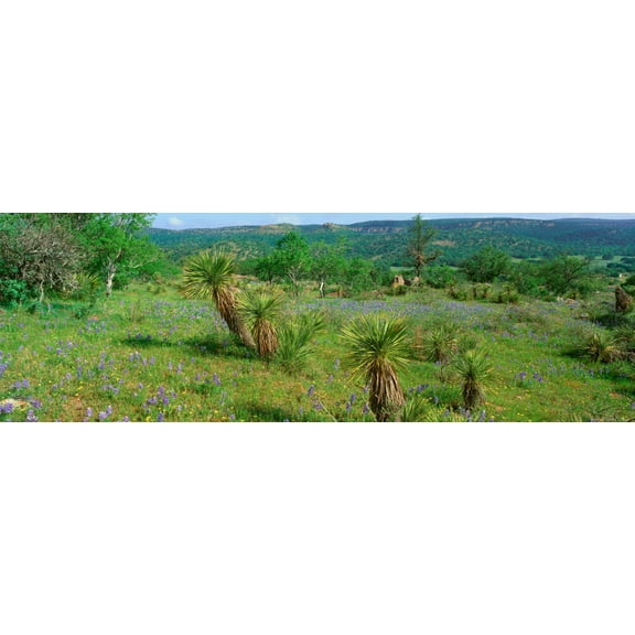 Blue Bonnets in Hill Country Willow City Loop Road Texas Canvas Art - Panoramic Images (27 x 9)