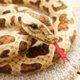 thumbnail image 3 of Boa constrictor gigante de peluche de serpiente de gran tamaño, juguete realista de 80 pulgadas, regalos realistas, 3 of 3